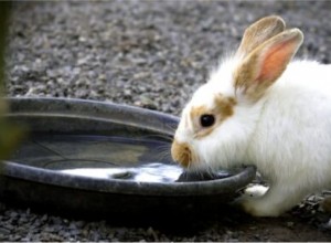 Proč můj králík pije hodně vody?
