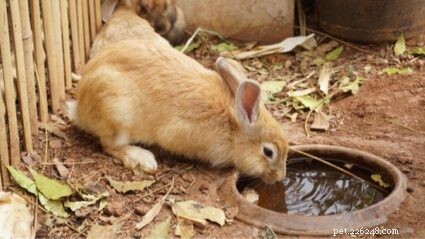 Por que meu coelho está bebendo muita água?