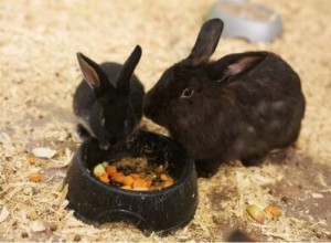 De quoi nourrir les bébés lapins
