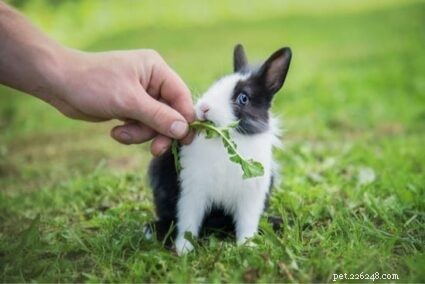 아기 토끼에게 무엇을 먹일지