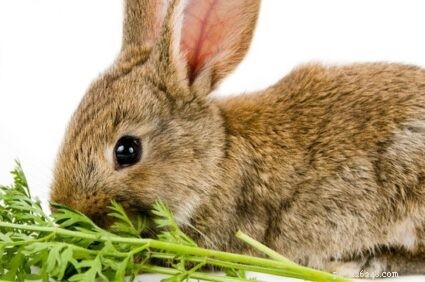 O que alimentar coelhos bebês