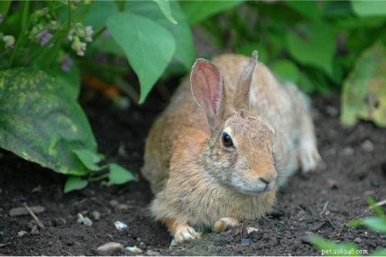 Os coelhos podem comer nabo?