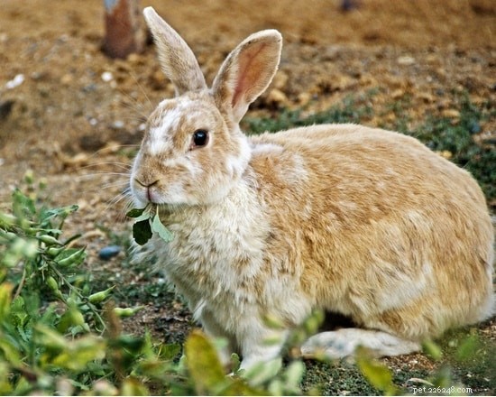I conigli possono mangiare pastinache?