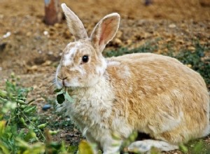 Os coelhos podem comer nabo?