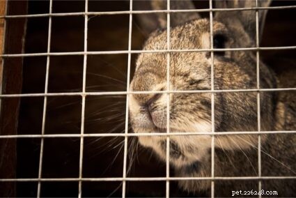 Едят ли кролики мясо (или только растения)?