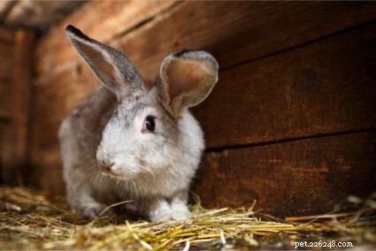 Is het eten van papier slecht voor konijnen?