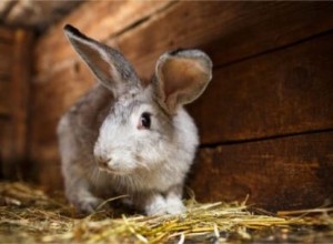 Je jíst papír pro králíky špatné?