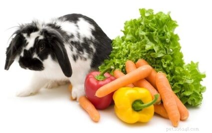 Kunnen konijnen paprika s eten?