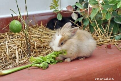 Můžou králíci jíst celer?