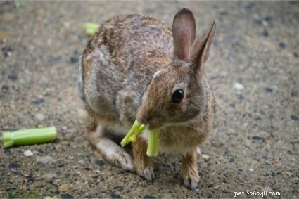 토끼가 셀러리를 먹을 수 있습니까?