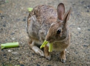 토끼가 셀러리를 먹을 수 있습니까?