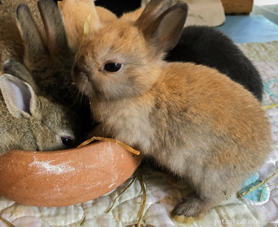 Můžou králíci jíst ořechy (opice, pistácie, kešu, borovice, Brazílie a pekanové ořechy)?