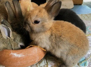 I conigli possono mangiare noci (scimmia, pistacchio, anacardi, pino, Brasile e noci pecan)?