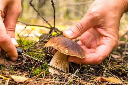 Můžou králíci jíst houby? (Button, Chestnut, Portobello, Wild)