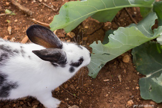 17 cibi umani i conigli possono mangiare in sicurezza