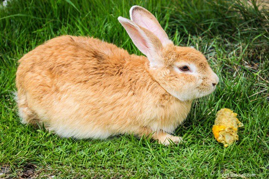 17 konijnen met menselijk voedsel kunnen veilig eten