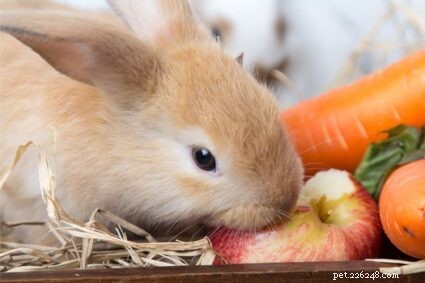 I conigli possono mangiare mele, semi, buccia, semi e foglie di melo?
