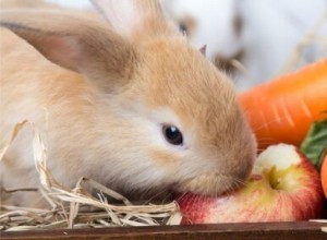 Les lapins peuvent-ils manger des pommes, des graines, de la peau, des pépins et des feuilles de pommier ?