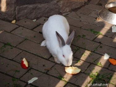 Kunnen konijnen appels, zaden, schil, pitten en appelboombladeren eten?