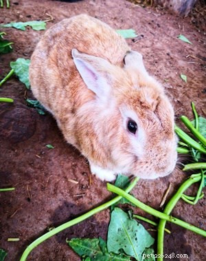 토끼가 시금치(잎, 뿌리, 줄기 및 줄기)를 먹을 수 있습니까?