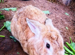 토끼가 시금치(잎, 뿌리, 줄기 및 줄기)를 먹을 수 있습니까?