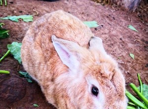 Coelhos podem comer espinafre (folhas, raízes, talos e caules)?