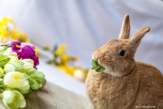 Les lapins peuvent-ils manger des épinards (feuilles, racines, tiges et tiges) ?