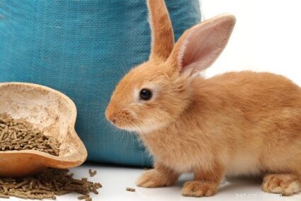 Come far mangiare i pellet a un coniglio
