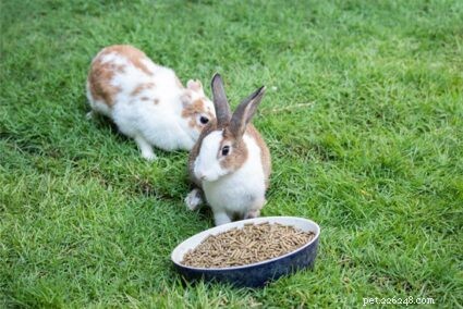 Как заставить кролика есть гранулы