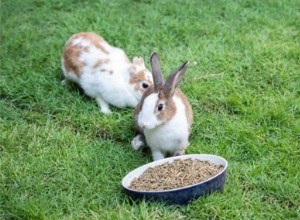 Hoe een konijn korrels te laten eten