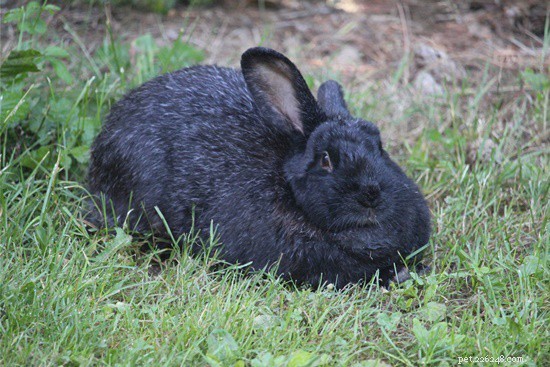 ウサギはどんな昆虫を食べますか（ワーム、クモ、コオロギ、アリ、またはハエ）？ 
