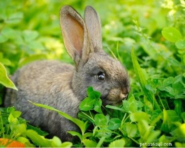 8 alimentos que são fatais para coelhos (ou NUNCA serão dados a um coelho)