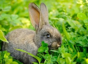 8 alimentos que são fatais para coelhos (ou NUNCA serão dados a um coelho)