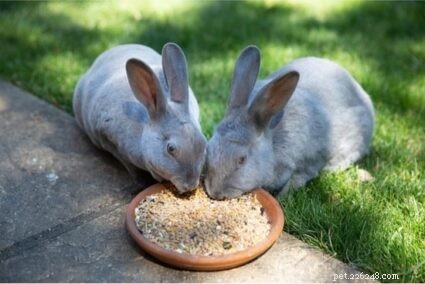 ウサギにとって致命的である（またはウサギに決して与えられない）8つの食品 