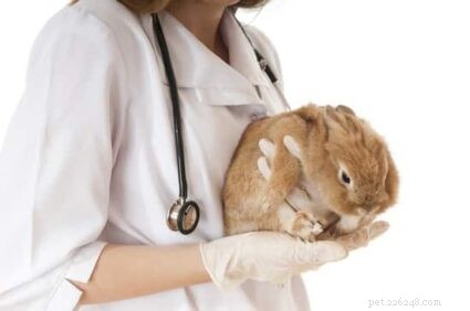 Är det normalt att kaniner nyser mycket?