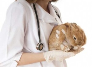 È normale che i conigli starnutiscono molto?