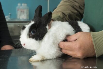 Нормально ли, что кролики много чихают?