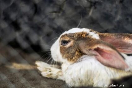 Is het normaal dat konijnen veel niezen?