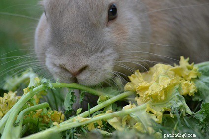 Zullen konijnen stoppen met eten als ze vol zijn?