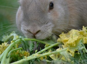 満腹になるとウサギは食べるのをやめますか？ 