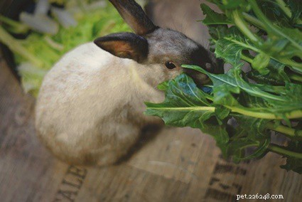 Zullen konijnen stoppen met eten als ze vol zijn?