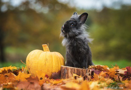 I conigli possono mangiare la zucca? (Semi, foglie, purea + steli)