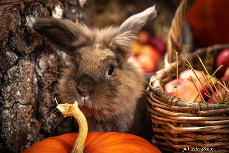 ウサギはカボチャを食べることができますか？ （種子、葉、ピューレ+茎） 