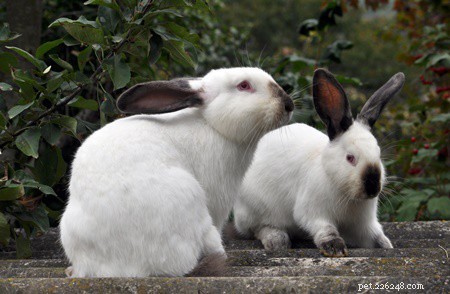 Come ridurre il calcio nella dieta del tuo coniglio