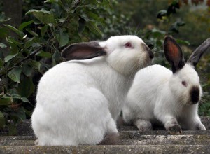 ウサギの食事に含まれるカルシウムを減らす方法 