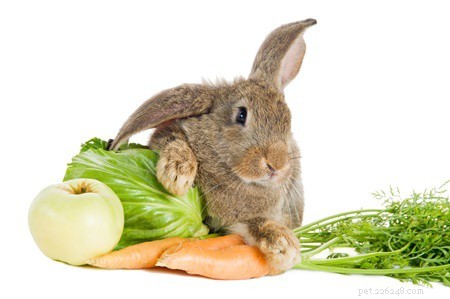 ウサギの食事に含まれるカルシウムを減らす方法 