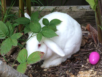 Můžou králíci jíst borůvky?