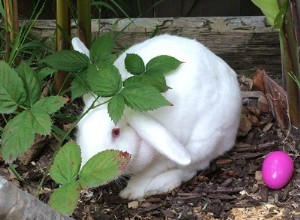 I conigli possono mangiare i mirtilli?
