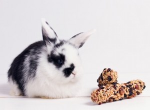 Kunnen konijnen droge granen eten? (Cornflakes, muesli, havermout en zemelenvlokken)