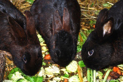 I conigli possono mangiare le arance?